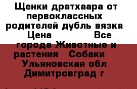 Щенки дратхаара от первоклассных  родителей(дубль вязка) › Цена ­ 22 000 - Все города Животные и растения » Собаки   . Ульяновская обл.,Димитровград г.